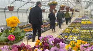 Volmary Viola trials